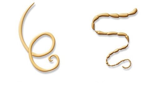 parassiti umani nematodi e tenie