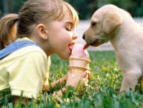 la ragazza mangia il gelato con il cane e viene infettata da parassiti
