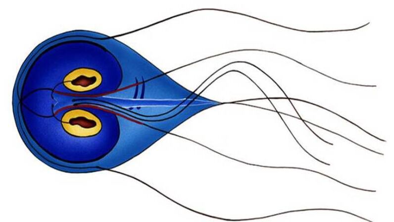 Giardia, un parassita dell'intestino tenue umano