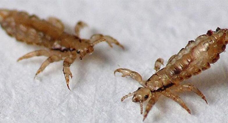 I pidocchi sono ectoparassiti che causano i pidocchi.
