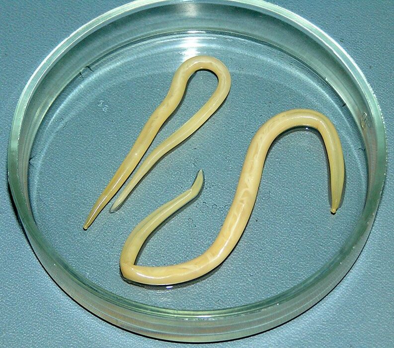 Nematodi che attaccano il sistema digestivo umano, i polmoni e il cuore